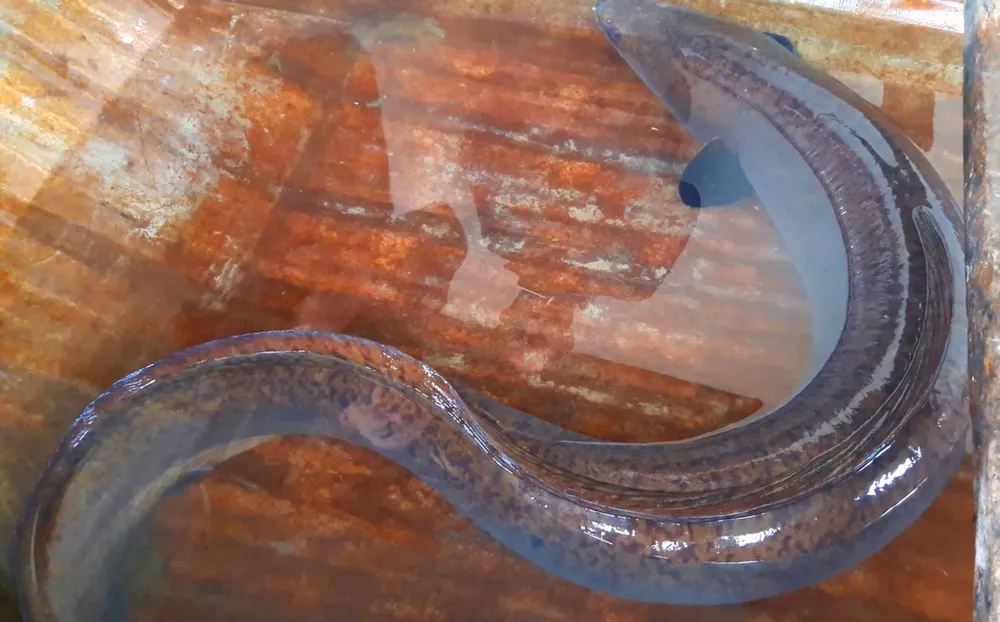 Người dân góp tiền mua lại con cá chình nặng 9kg để phóng sinh ảnh 1