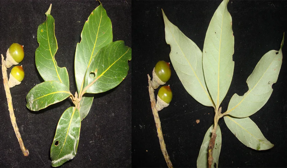 Phát hiện loài thực vật mới ở Vườn Quốc gia Vũ Quang ảnh 3