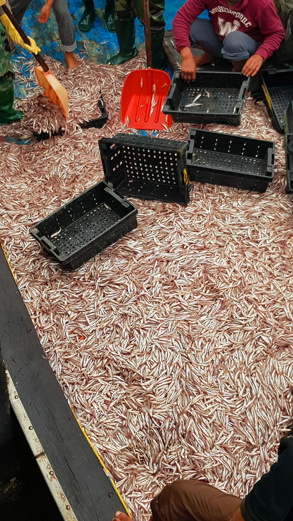 VIDEO: Nhiều ngư dân trúng đậm cá cơm biển ngày giáp tết ảnh 1