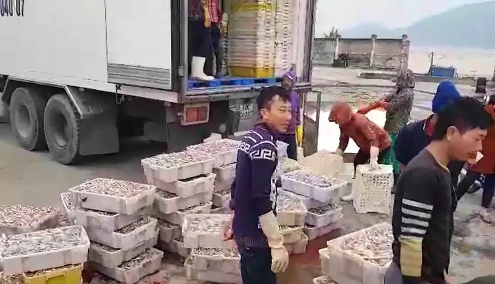 VIDEO: Nhiều ngư dân trúng đậm cá cơm biển ngày giáp tết ảnh 4