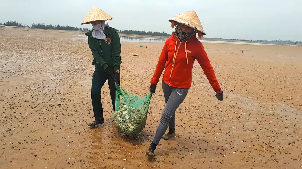 Hà Tĩnh: 120ha nghêu nuôi bị chết hàng loạt  ảnh 3