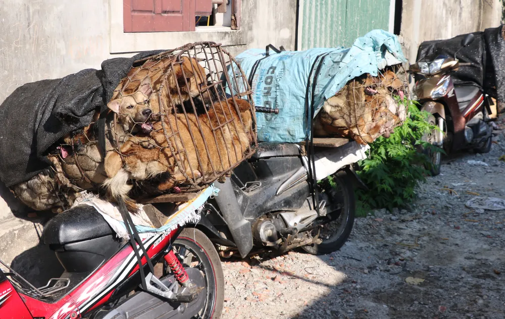 Triệt phá đường dây trộm chó chuyên nghiệp, thu giữ nhiều hung khí ảnh 4