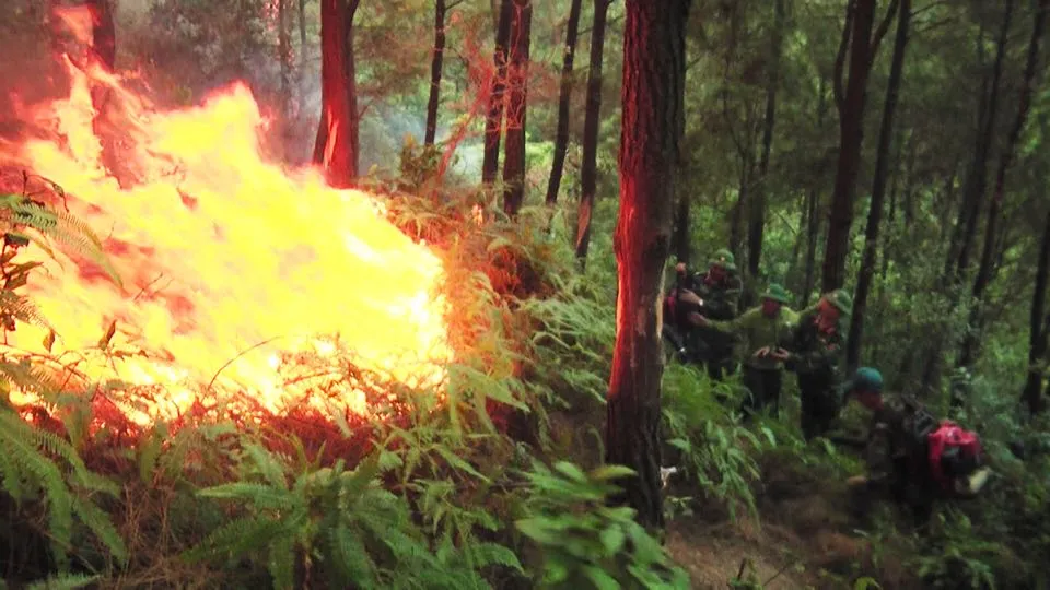 Nhiều diện tích rừng thông ở Hà Tĩnh bị cháy ảnh 1 Nhiều diện tích rừng thông ở Hà Tĩnh bị cháy ảnh 1