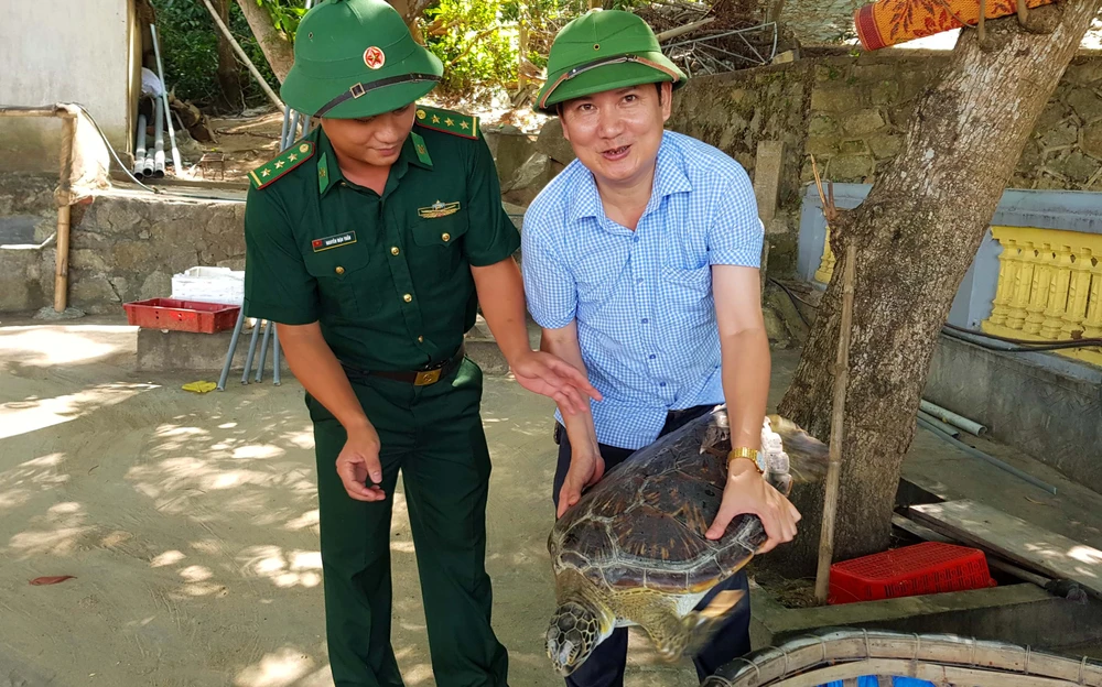 Con rùa biển vẫn sống khỏe mạnh trước lúc thả về môi trường tự nhiên