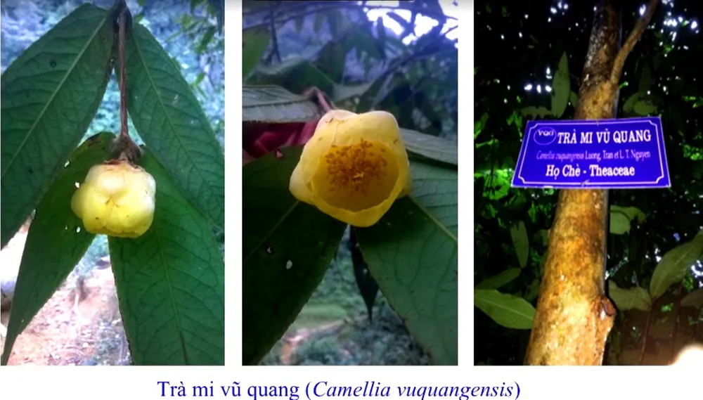 Trà mi Vũ Quang tại Vườn Quốc gia Vũ Quang