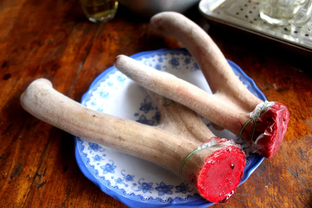 Một huyện miền núi thu hàng trăm tỷ đồng từ lộc nhung hươu ảnh 1 Một huyện miền núi thu hàng trăm tỷ đồng từ lộc nhung hươu ảnh 1
