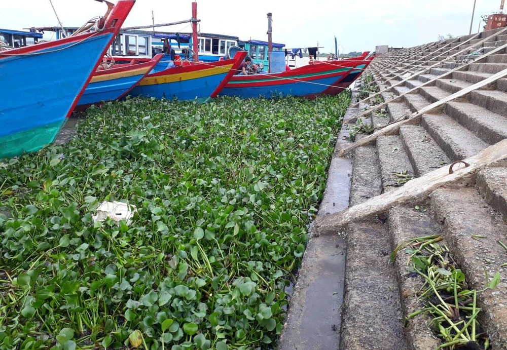 Cây lục bình dạt vào cảng cá Cửa Só dày đặc