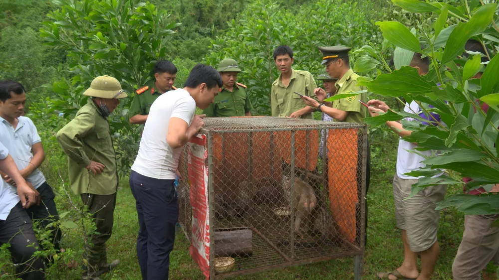 Hà Tĩnh: Thả 4 cá thể động vật hoang dã về lại môi trường tự nhiên ảnh 1 Hà Tĩnh: Thả 4 cá thể động vật hoang dã về lại môi trường tự nhiên ảnh 1