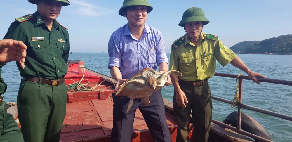Clip: Thả cá thể đồi mồi quý hiếm về lại môi trường biển ảnh 2 Clip: Thả cá thể đồi mồi quý hiếm về lại môi trường biển ảnh 2