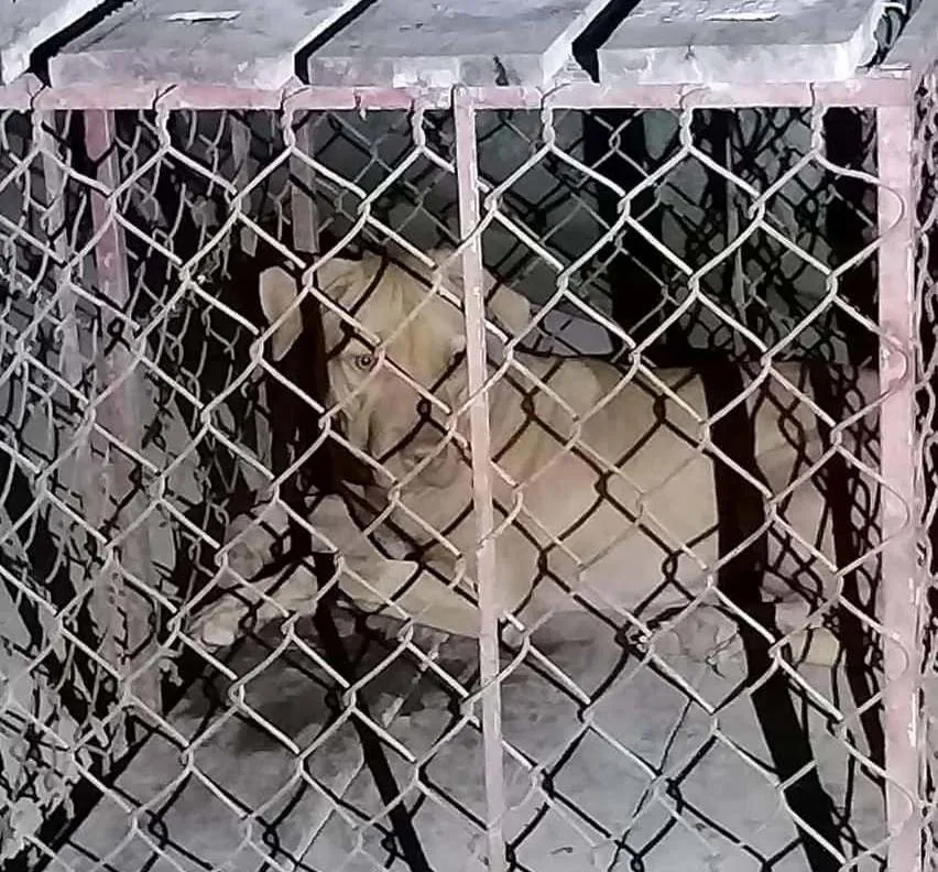 Con chó đã được bắt nhốt lại