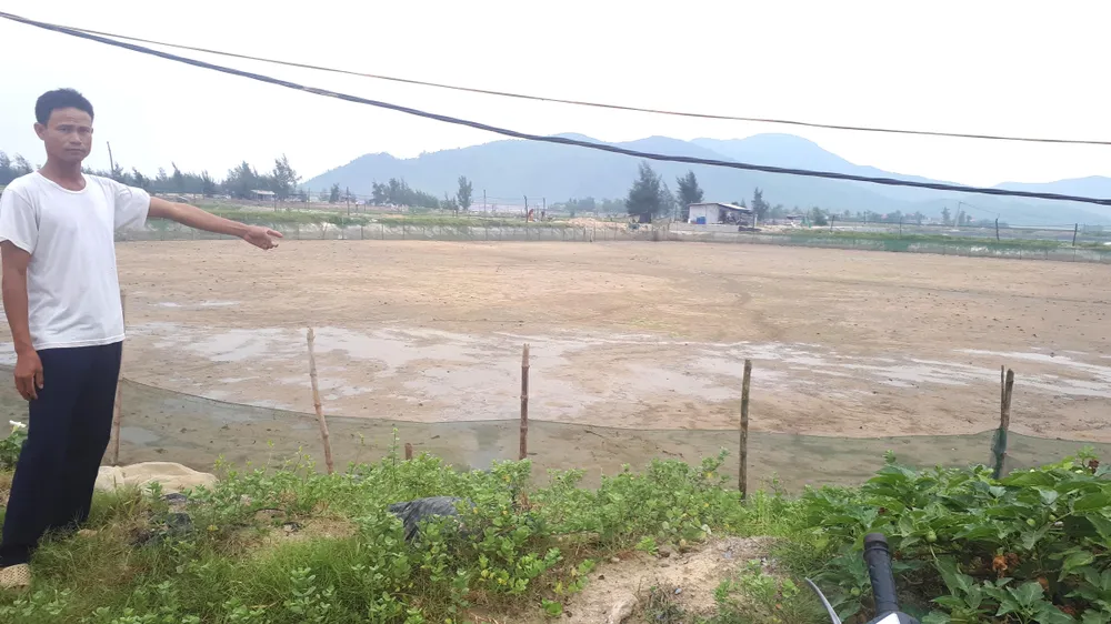 Xót lòng nhìn cảnh dân vớt cả tấn ốc hương đi tiêu hủy ảnh 5