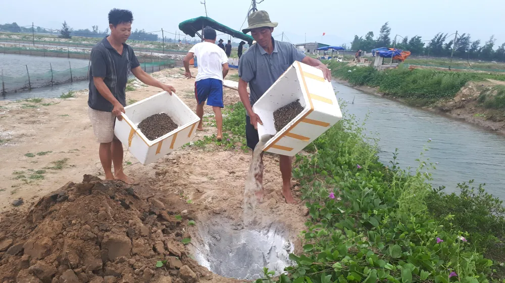 Xót lòng nhìn cảnh dân vớt cả tấn ốc hương đi tiêu hủy ảnh 2