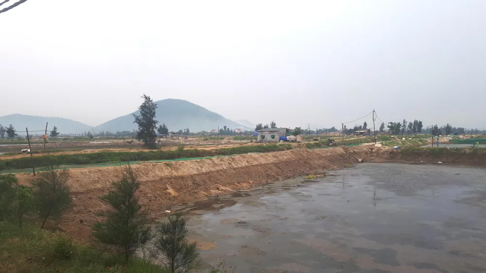 Xót lòng nhìn cảnh dân vớt cả tấn ốc hương đi tiêu hủy ảnh 6