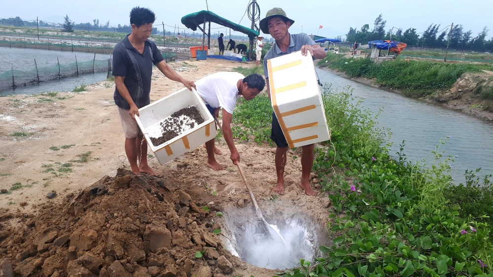 Người dân vớt ốc hương bị chết đi xử lý tiêu hủy