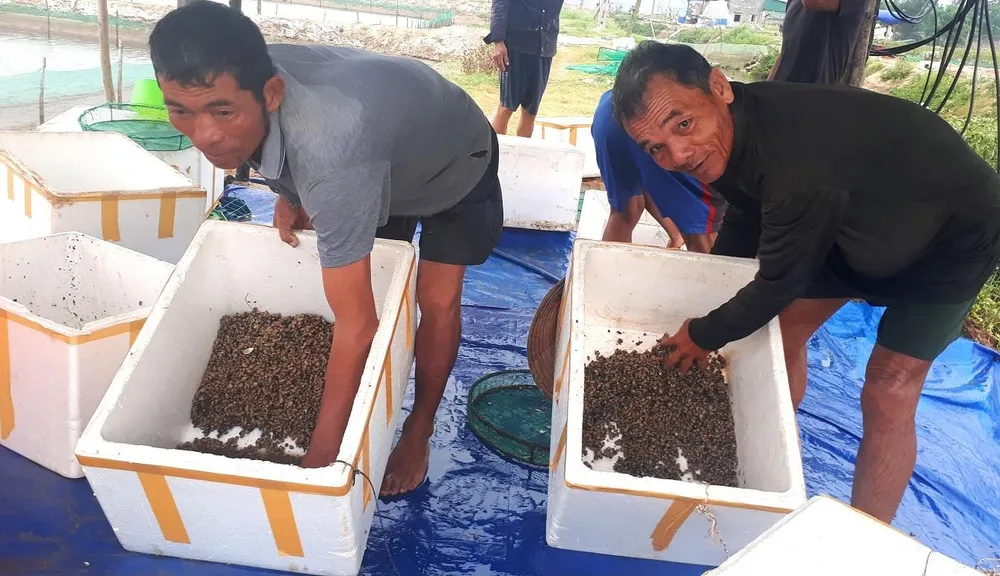 Xót lòng nhìn cảnh dân vớt cả tấn ốc hương đi tiêu hủy ảnh 1