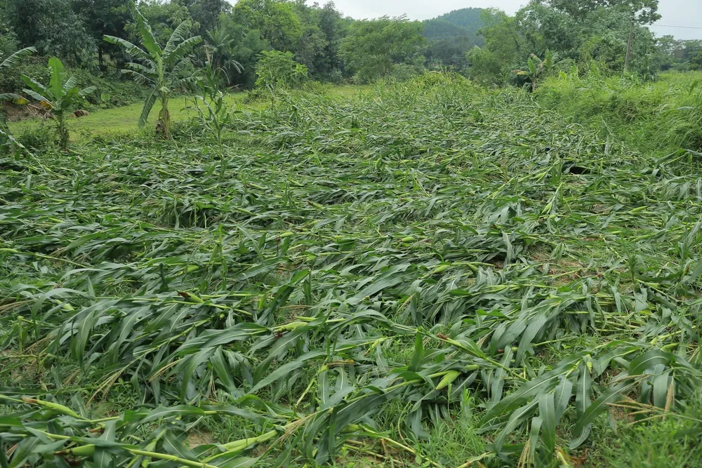 Hà Tĩnh tập trung khắc phục hậu quả lốc xoáy ảnh 16