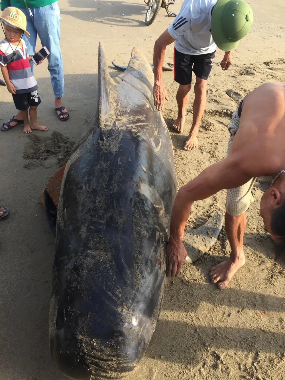 Phát hiện con cá voi nặng gần 1 tấn trôi dạt vào bờ biển ảnh 1