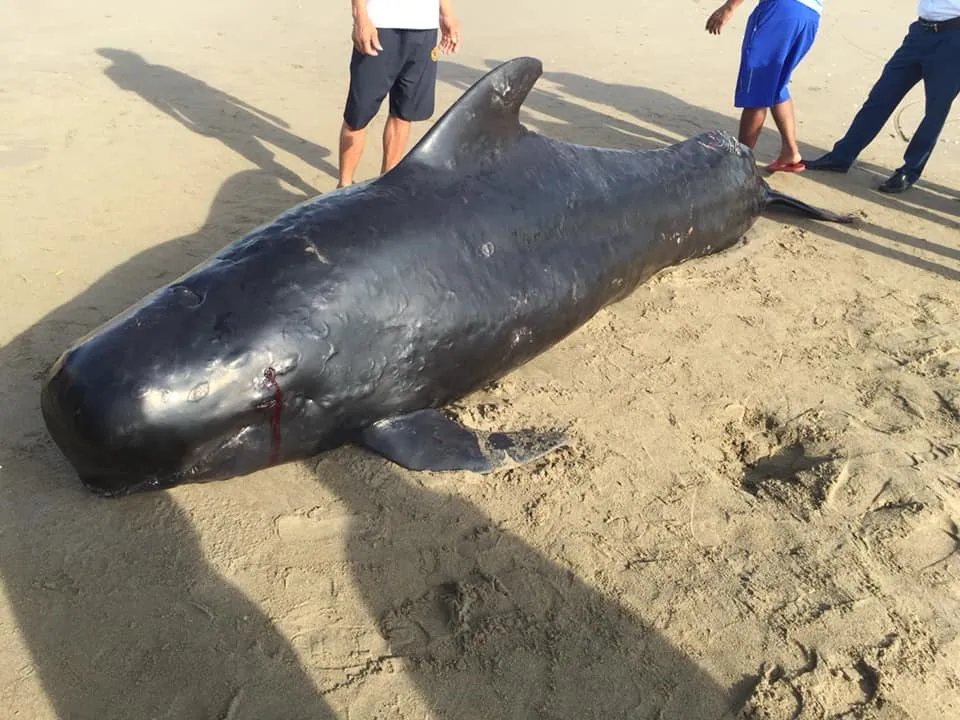 Phát hiện con cá voi nặng gần 1 tấn trôi dạt vào bờ biển ảnh 4