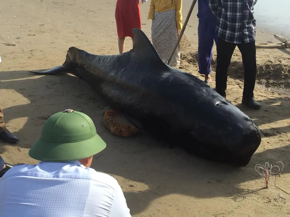 Phát hiện con cá voi nặng gần 1 tấn trôi dạt vào bờ biển ảnh 6