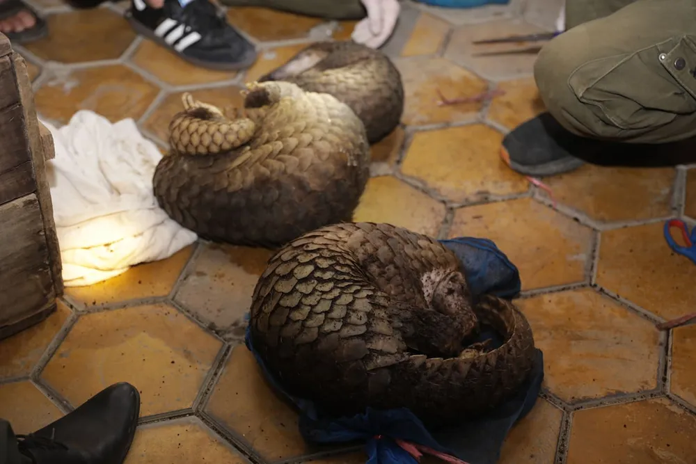 Bắt vụ vận chuyển trái phép 30 cá thể tê tê từ Lào về Việt Nam ảnh 3 Bắt vụ vận chuyển trái phép 30 cá thể tê tê từ Lào về Việt Nam ảnh 3