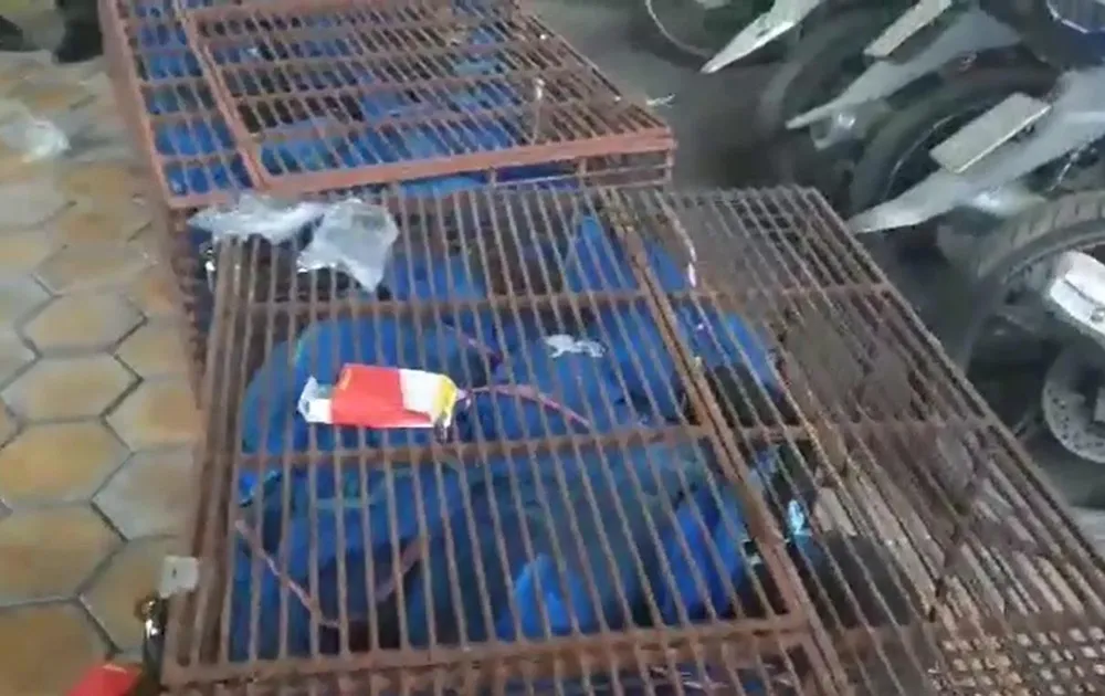 Bắt vụ vận chuyển trái phép 30 cá thể tê tê từ Lào về Việt Nam ảnh 2 Bắt vụ vận chuyển trái phép 30 cá thể tê tê từ Lào về Việt Nam ảnh 2