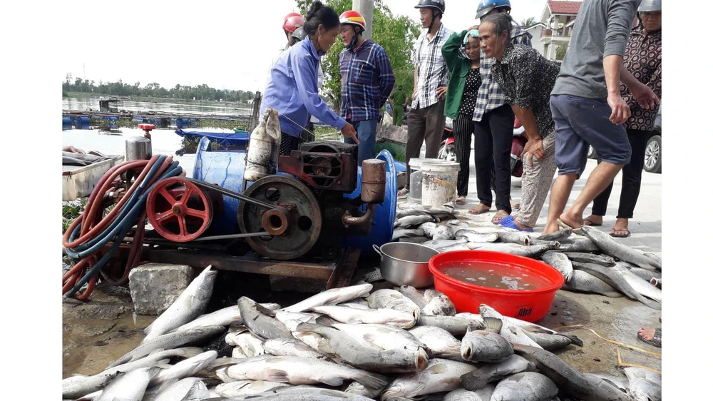 Cá nuôi trong lồng bè bị chết chưa rõ nguyên nhân