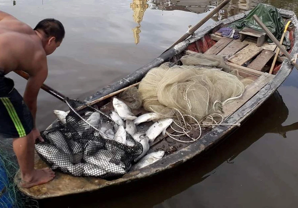 Sau đợt mưa lũ kéo dài, nhiều cá nuôi lồng bè trên sông bị chết khiến người dân thiệt hại nặng