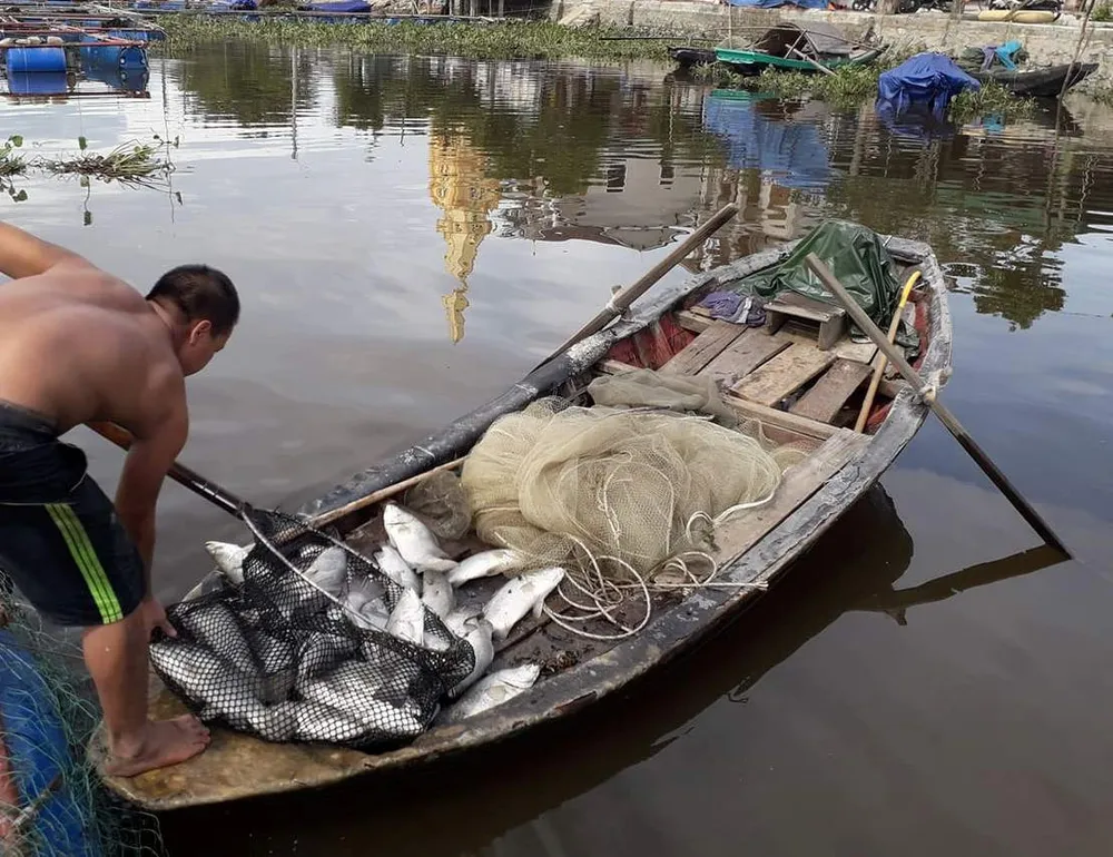Nhận định nguyên nhân bước đầu khiến cá nuôi lồng bè chết hàng loạt ở Hà Tĩnh ảnh 3