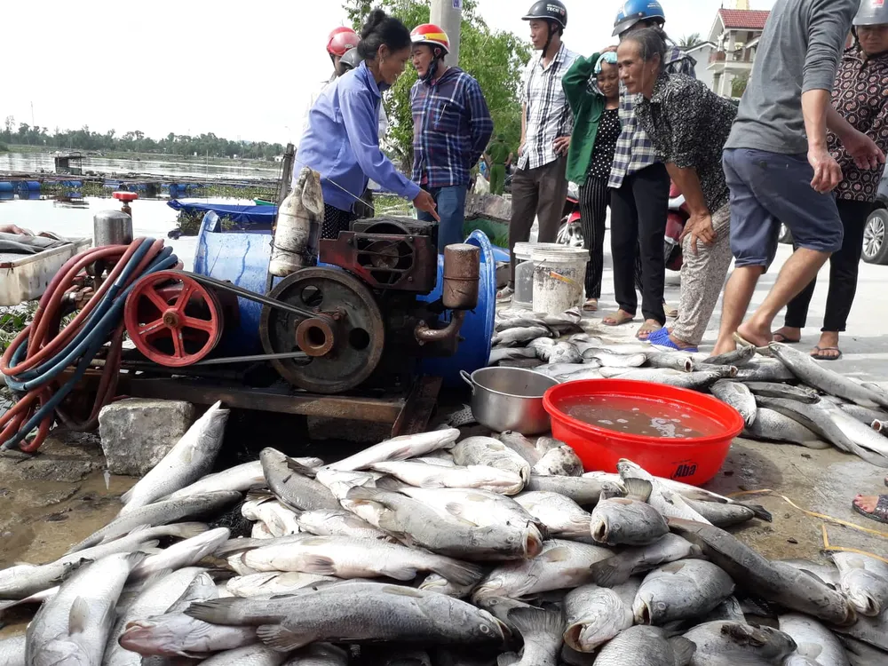 Nhận định nguyên nhân bước đầu khiến cá nuôi lồng bè chết hàng loạt ở Hà Tĩnh ảnh 1