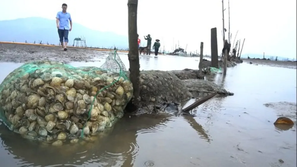 Hàng trăm tấn nghêu nuôi bị chết do sốc nước ngọt sau mưa lũ ảnh 5 Hàng trăm tấn nghêu nuôi bị chết do sốc nước ngọt sau mưa lũ ảnh 5