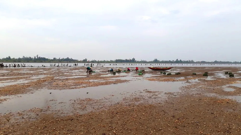 Nghêu chết hàng loạt khiến người nuôi bị thiệt hại nặng
