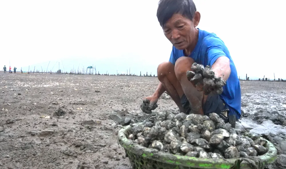 Hàng trăm tấn nghêu nuôi bị chết do sốc nước ngọt sau mưa lũ ảnh 3 Hàng trăm tấn nghêu nuôi bị chết do sốc nước ngọt sau mưa lũ ảnh 3