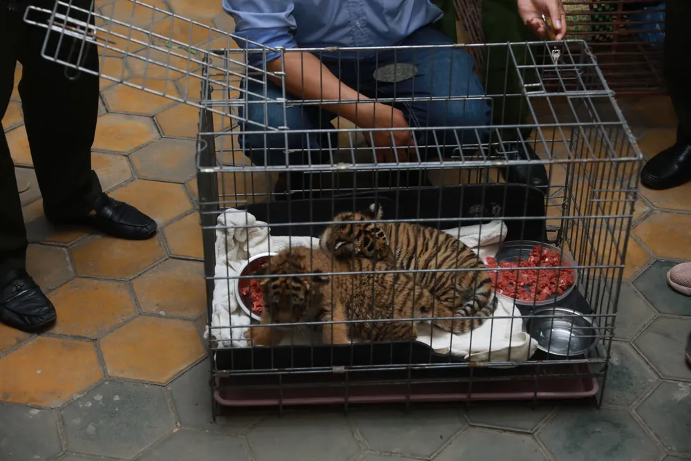 Bắt vụ vận chuyển 2 hổ con quý hiếm bằng xe mô tô ảnh 3