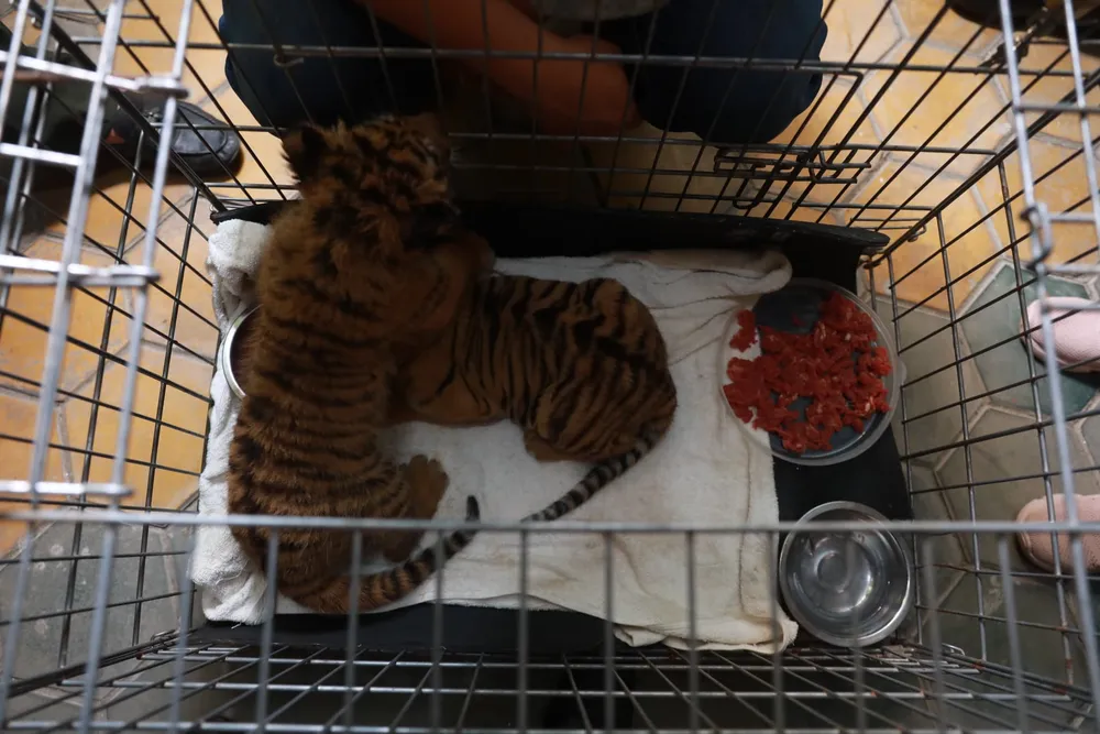 Bắt vụ vận chuyển 2 hổ con quý hiếm bằng xe mô tô ảnh 7