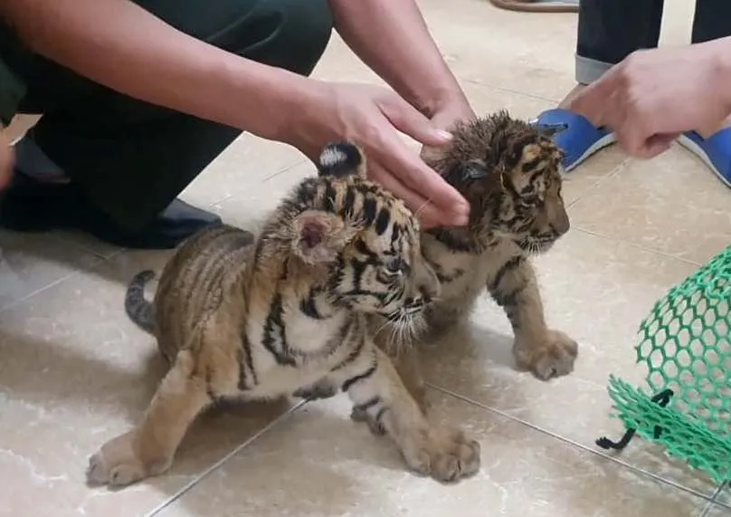 Bắt vụ vận chuyển 2 hổ con quý hiếm bằng xe mô tô ảnh 2
