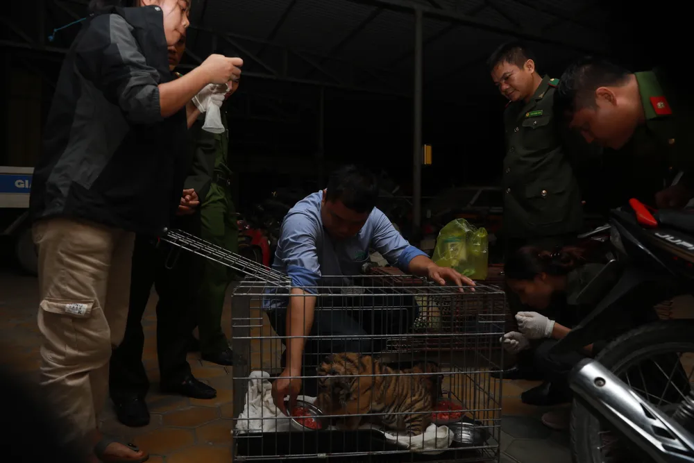 Bắt vụ vận chuyển 2 hổ con quý hiếm bằng xe mô tô ảnh 6