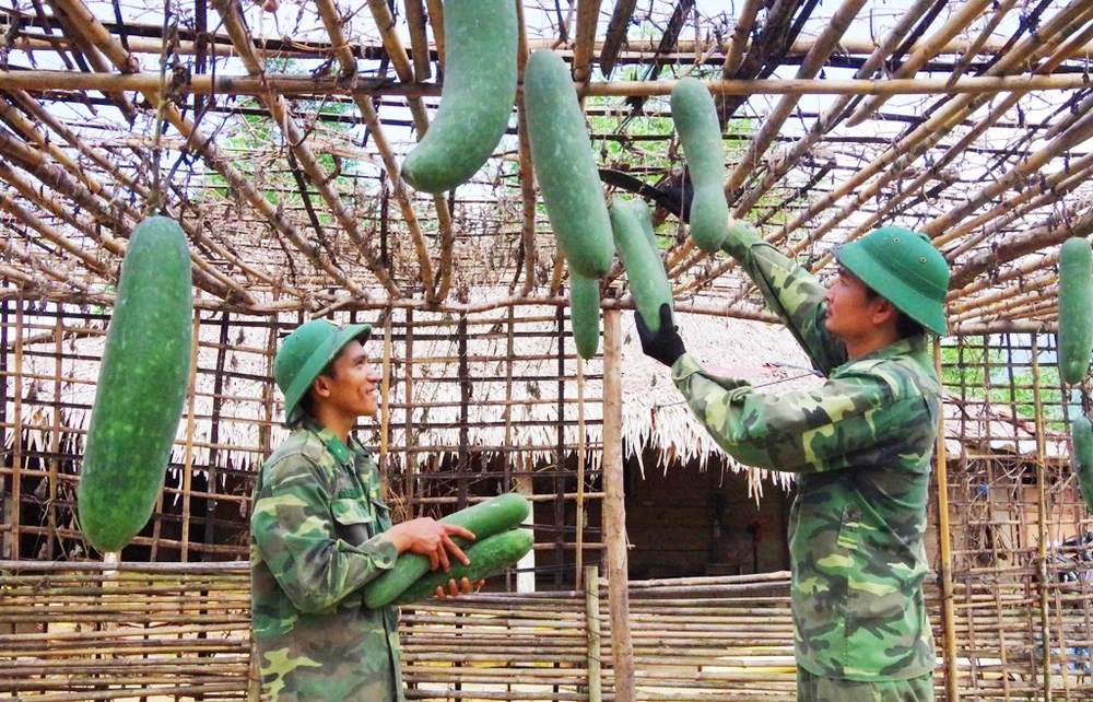 Thu hoạch sản phẩm sau thành quả chăm sóc