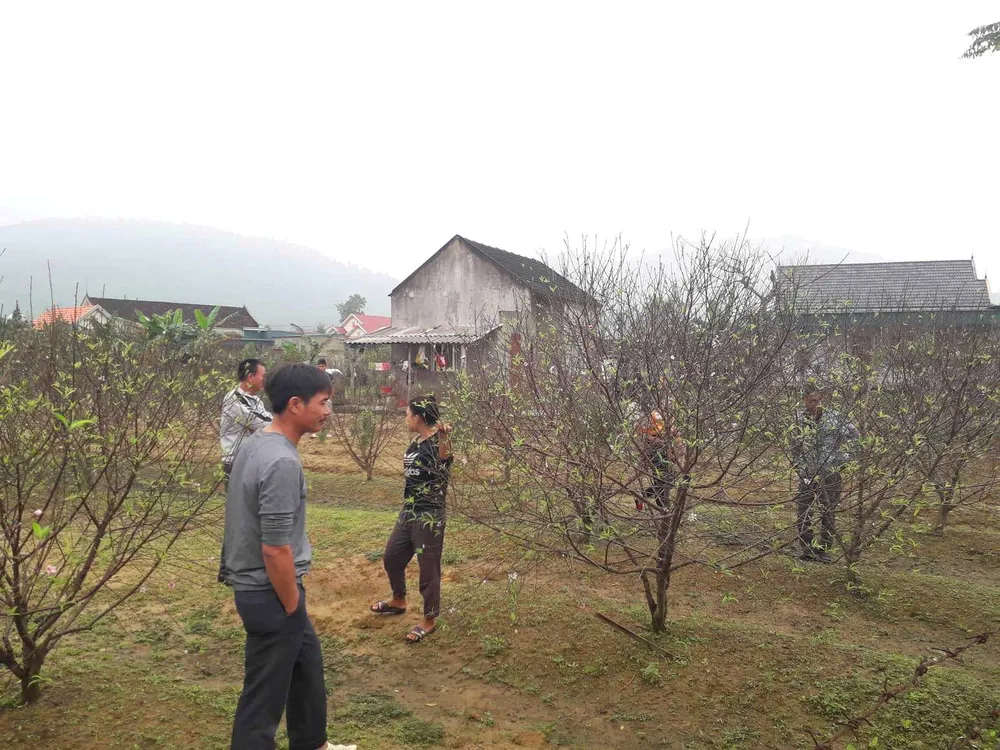 Đào tết nở rộ sớm hơn dự kiến, người trồng thấp thỏm  ảnh 5