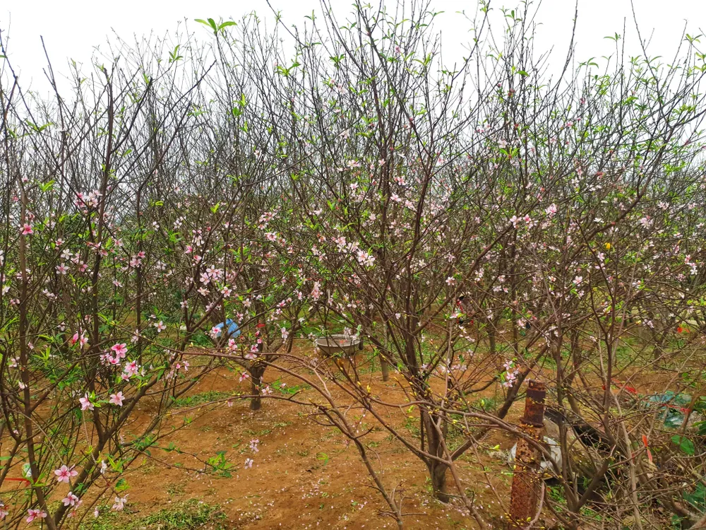 Đào tết nở rộ sớm hơn dự kiến, người trồng thấp thỏm  ảnh 12
