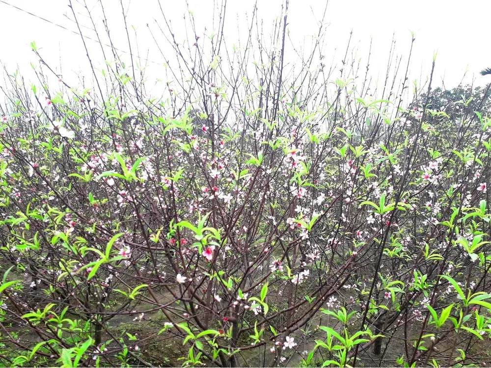 Đào tết nở rộ sớm hơn dự kiến, người trồng thấp thỏm  ảnh 2