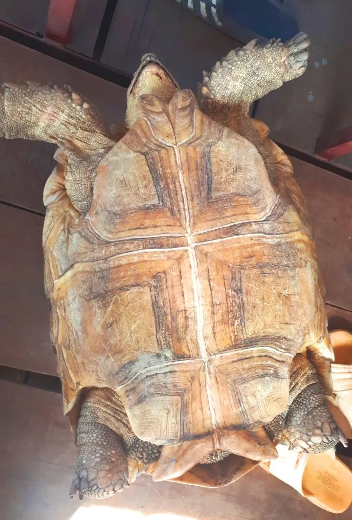 Thả cá thể rùa quý hiếm nặng gần 17kg về môi trường rừng tự nhiên ảnh 1