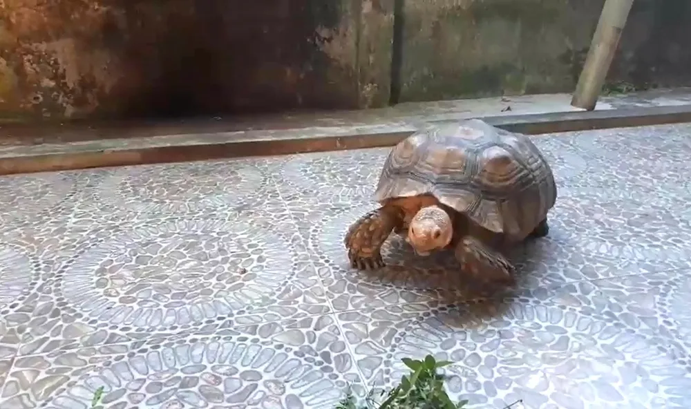 Thả cá thể rùa quý hiếm nặng gần 17kg về môi trường rừng tự nhiên ảnh 3