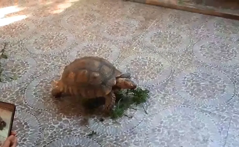 Thả cá thể rùa quý hiếm nặng gần 17kg về môi trường rừng tự nhiên ảnh 4