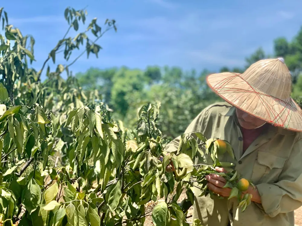 Nắng hạn gây thiệt hại nặng ở Hương Khê ảnh 6 Nắng hạn gây thiệt hại nặng ở Hương Khê ảnh 6