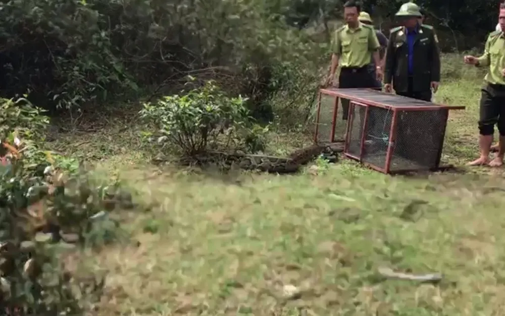 Thả trăn gấm quý hiếm nặng 35kg, dài gần 3m về tự nhiên ở Hà Tĩnh ảnh 4