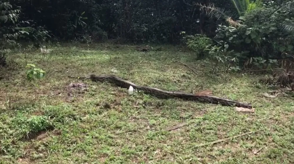 Thả trăn gấm quý hiếm nặng 35kg, dài gần 3m về tự nhiên ở Hà Tĩnh ảnh 5