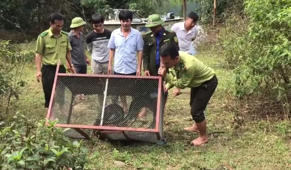 Thả trăn gấm quý hiếm nặng 35kg, dài gần 3m về tự nhiên ở Hà Tĩnh ảnh 3