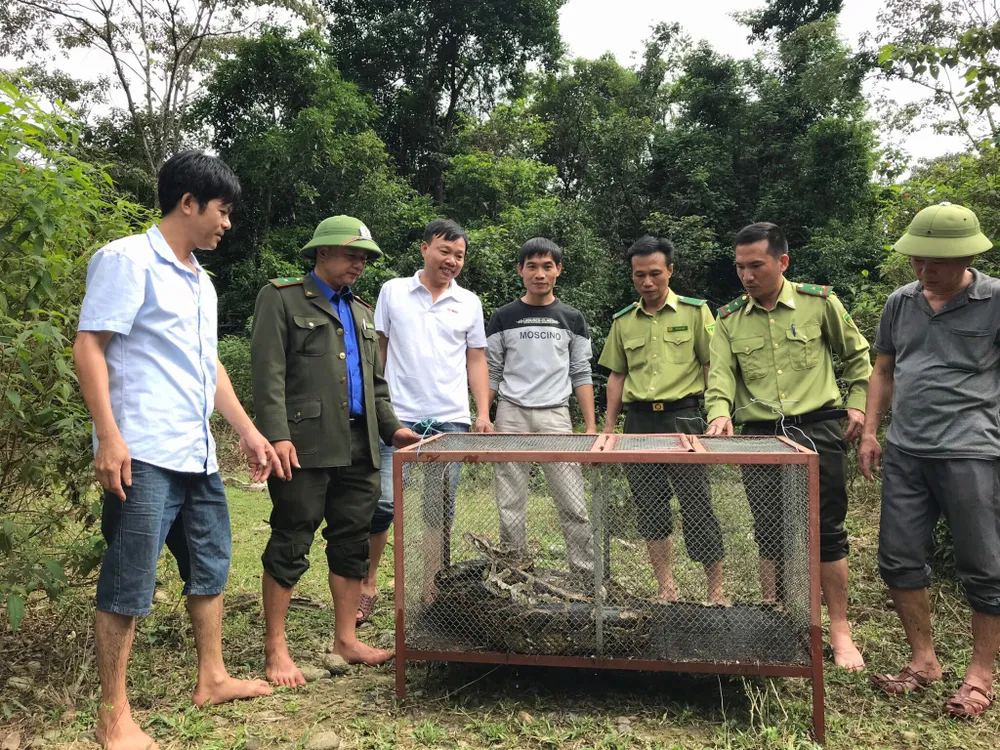 Thả trăn gấm quý hiếm nặng 35kg, dài gần 3m về tự nhiên ở Hà Tĩnh ảnh 1