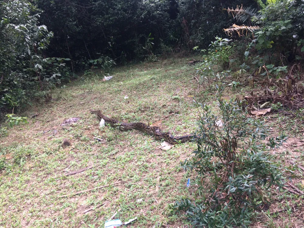 Thả trăn gấm quý hiếm nặng 35kg, dài gần 3m về tự nhiên ở Hà Tĩnh ảnh 6