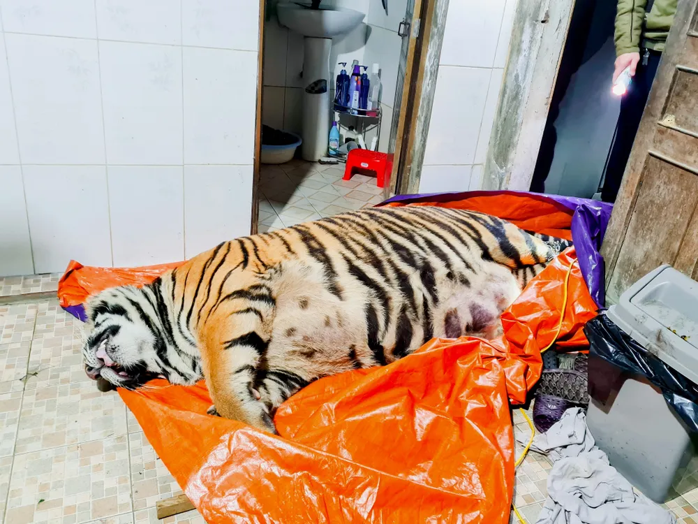 Cá thể hổ nằm bất động